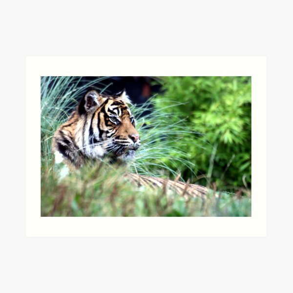 Tiger in the Grass Art Print