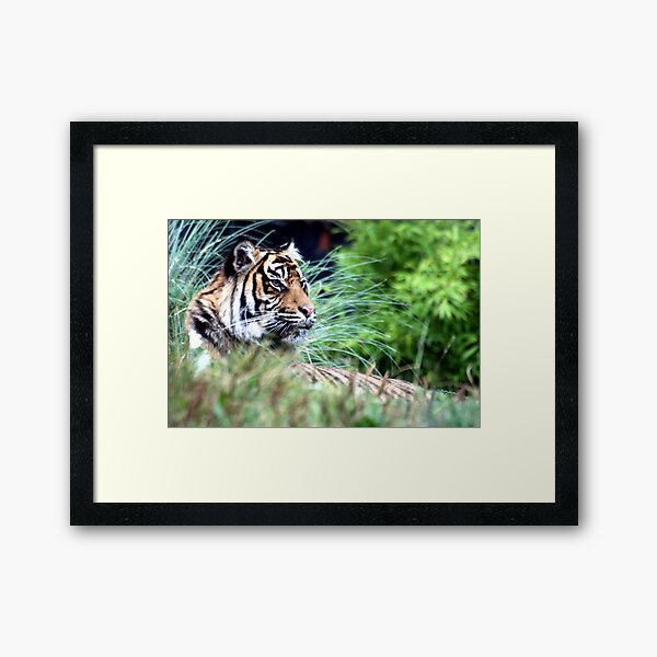Tiger in the Grass Framed Art Print