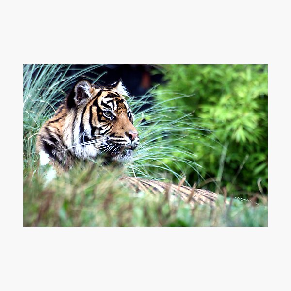 Tiger in the Grass Photographic Print