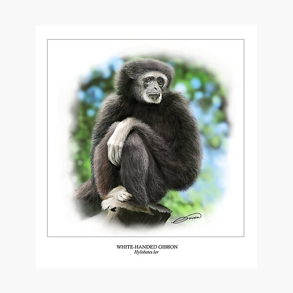 Artikelvorschau, WHITE-HANDED GIBBON 2 entworfen und verkauft von DilettantO.