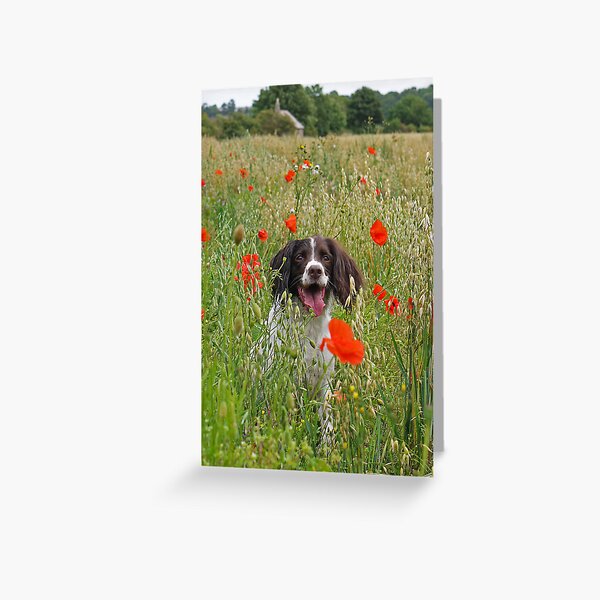 The Colourful Life of a Springer Greeting Card
