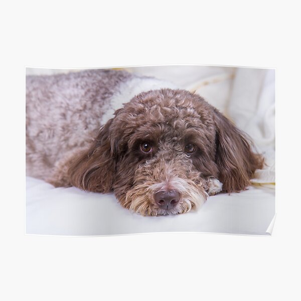 Here's Looking At You: Labradoodle Poster