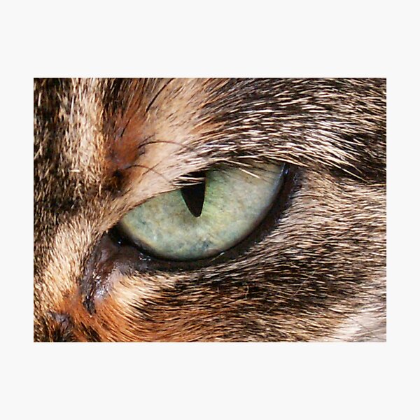 Instinct Photographic Print