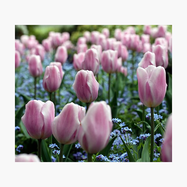 Pink Tulips at Queen Elizabeth Park Photographic Print