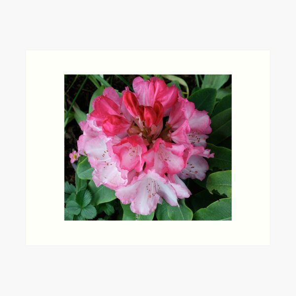 Pink Rhododendrons Adorning Vancouver Art Print