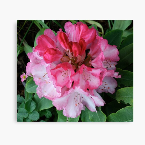 Pink Rhododendrons Adorning Vancouver Canvas Print