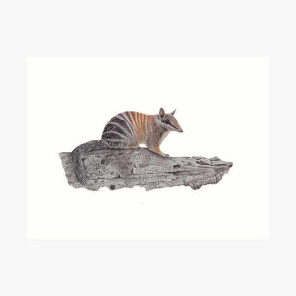 Native Numbat Art Print