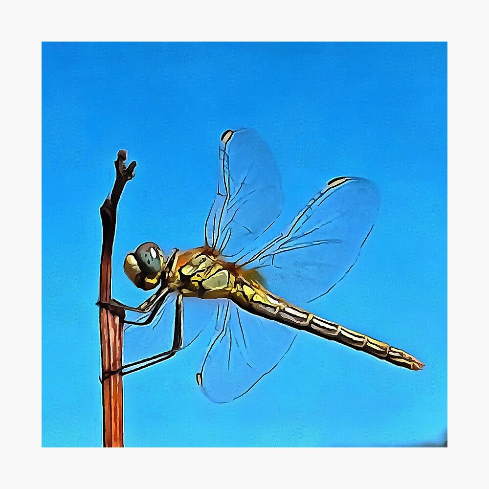 T-Shirts Dragonfly with Sunlight Gilded 