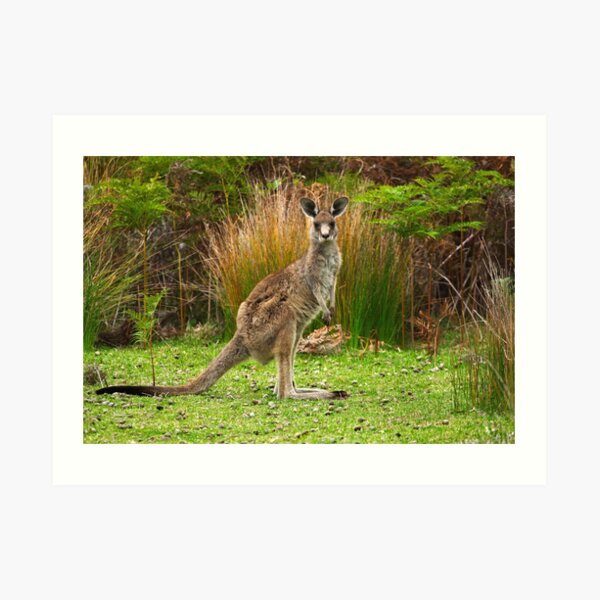 Eastern Grey Kangaroo Art Print