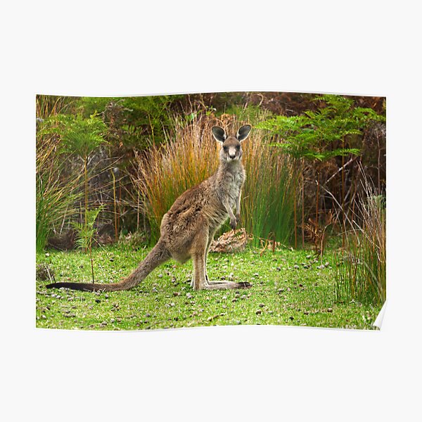 Eastern Grey Kangaroo Poster