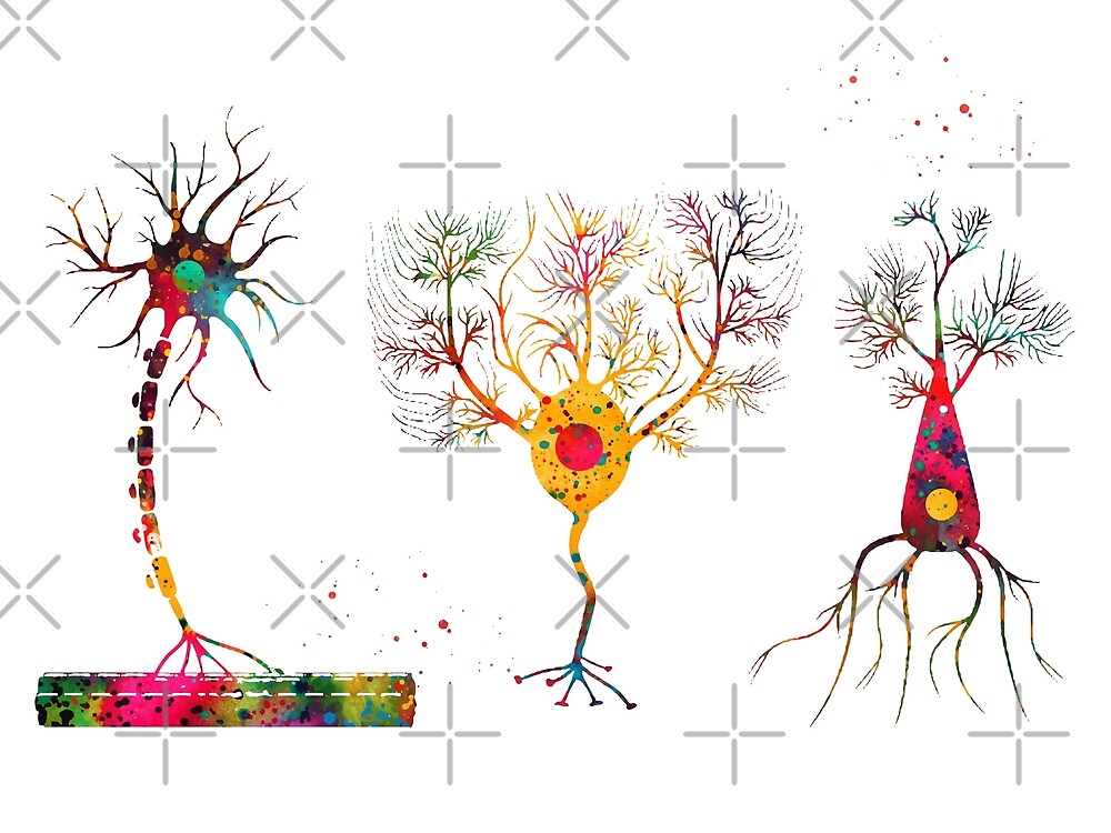 "Multipolar Neuron" by erzebetth | Redbubble