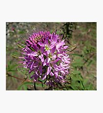 Macro Flower Photographic Print