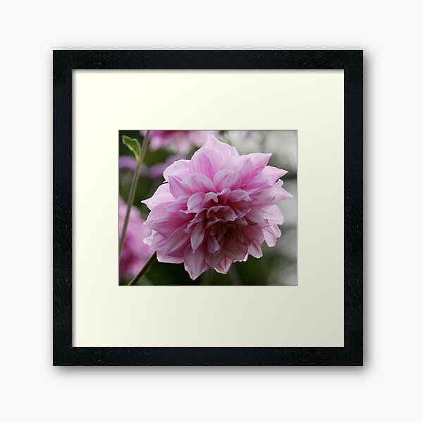 Pink Chrysanthemum Framed Art Print