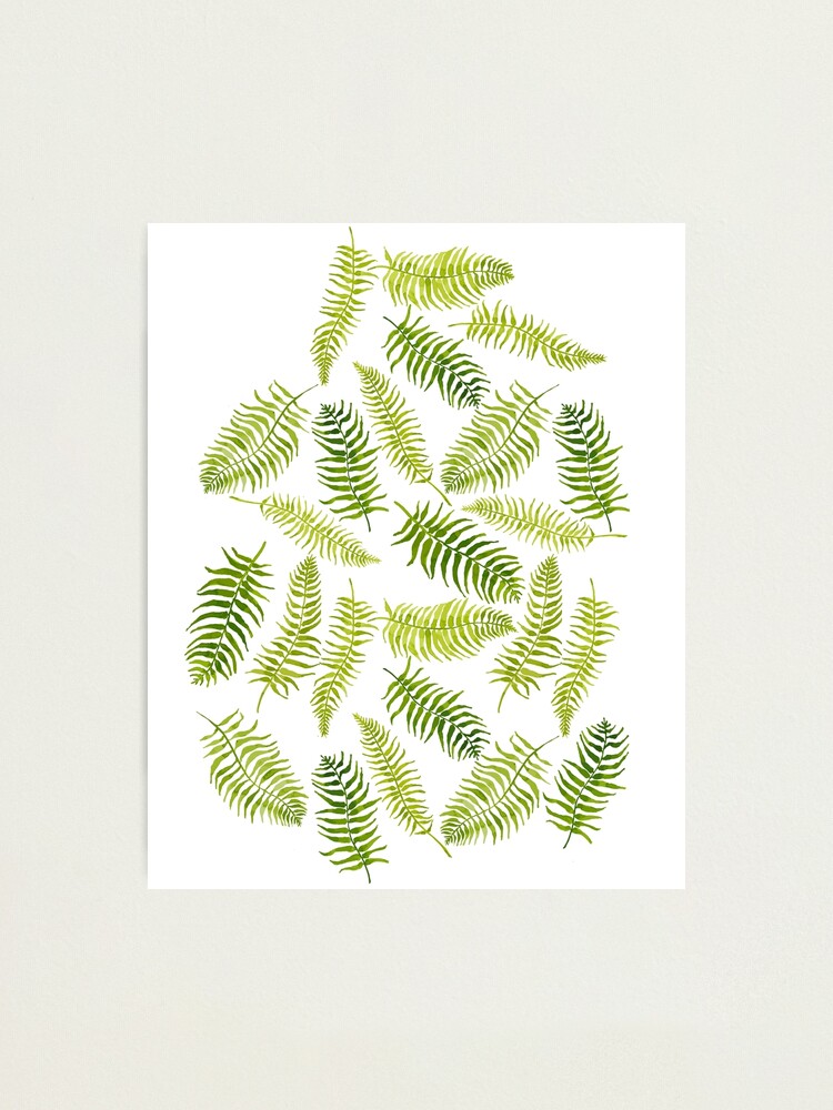 Alternate view of Fern Limelight Photographic Print