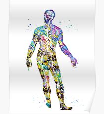 Nervous system Poster