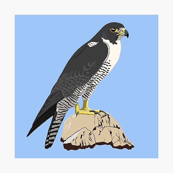 Item preview, Peregrine Falcon designed and sold by BennuBirdy.