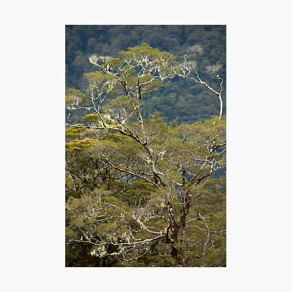 Item preview, Fiordland 3 designed and sold by Werner Padarin.