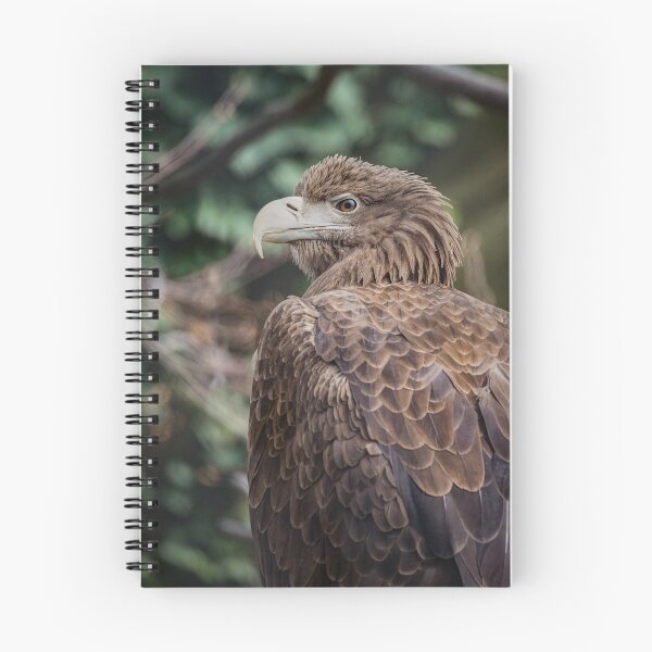 Artikelvorschau, Seeadler (Seeadler) entworfen und verkauft von brambillasimone.