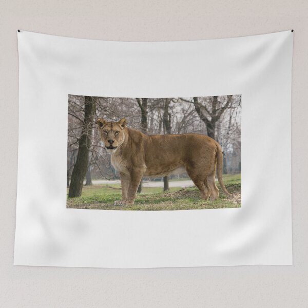 Item preview, the lioness stands and looks at you designed and sold by brambillasimone.