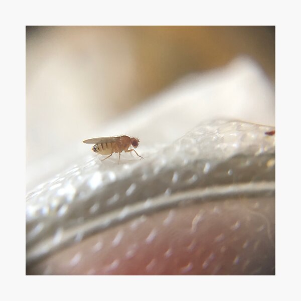 Item preview, Fruit fly close up designed and sold by Cynthia  Soucy.