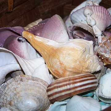 Artwork thumbnail, Shells Shells Shells by Jonice