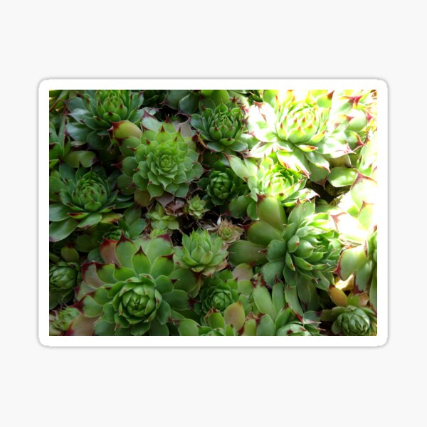 Succulents Sticker