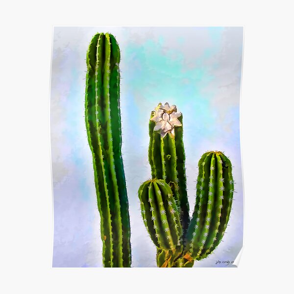 Cactus Poster