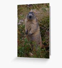 Marmot Greeting Card