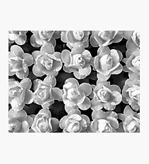 Papery Roses by Jenny Meehan Photographic Print