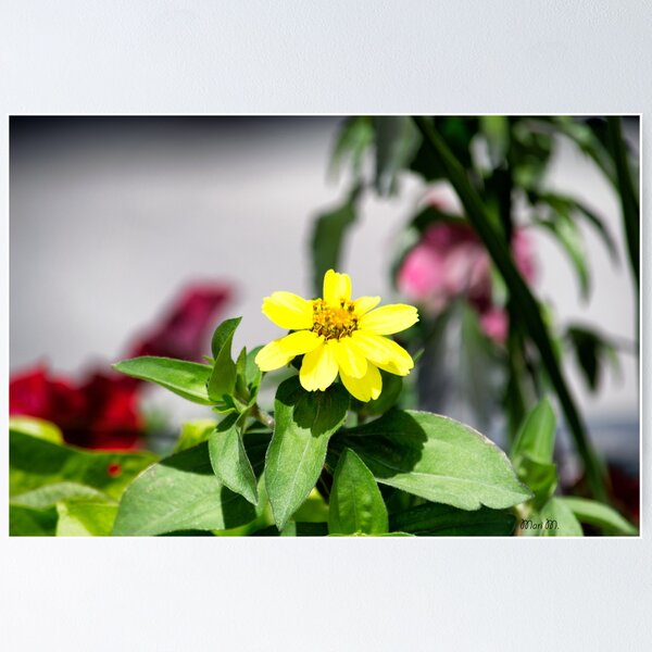 Item preview, One yellow daisy designed and sold by MoreGoodArt.