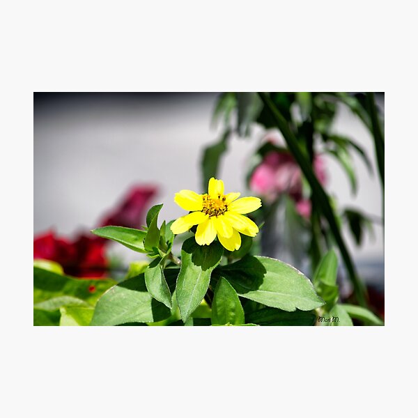 Item preview, One yellow daisy designed and sold by MoreGoodArt.