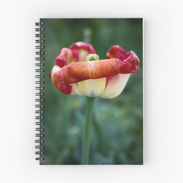 Item preview, Wilting Tulip designed and sold by Alyssa Jenkins.