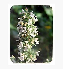 Cat Mint Photographic Print