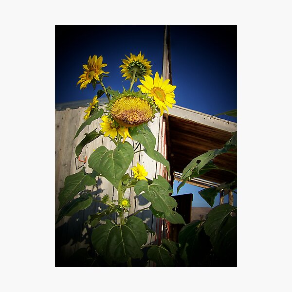 Artikelvorschau, unusual sunflower entworfen und verkauft von conilouz.