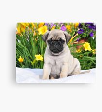 Niedlicher Welpe Caesar der Mops durch AiReal Kleid Leinwanddruck