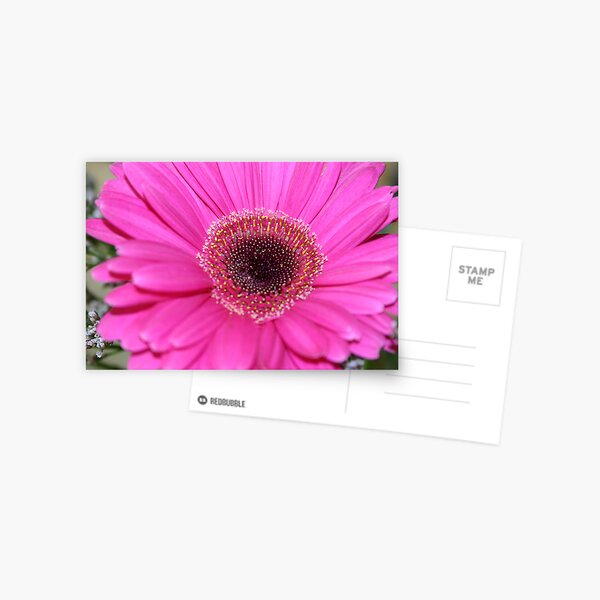 Gerbera macro Postcard