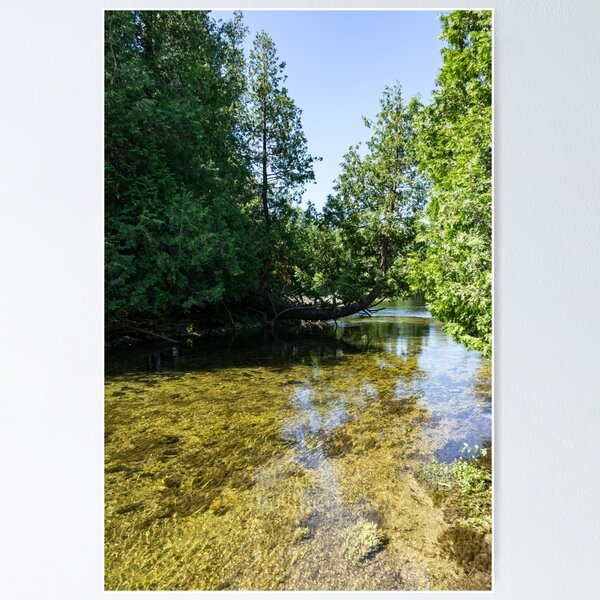 Item preview, Cypress Forest River - the Silky Sunshine of Summer designed and sold by Georgia Mizuleva.
