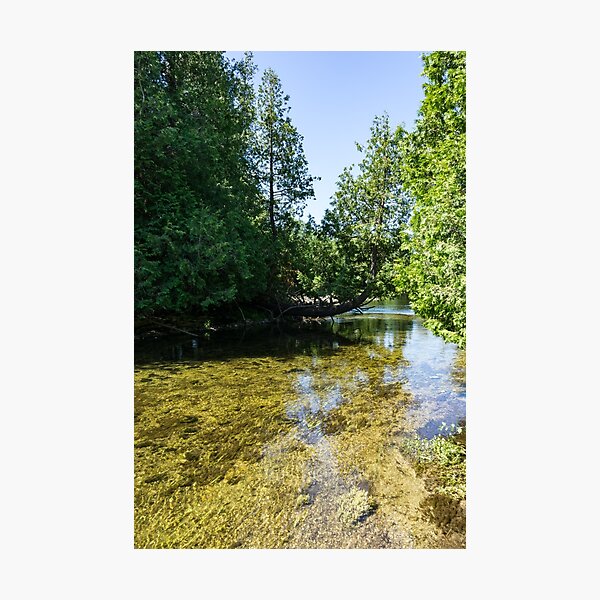 Item preview, Cypress Forest River - the Silky Sunshine of Summer designed and sold by Georgia Mizuleva.