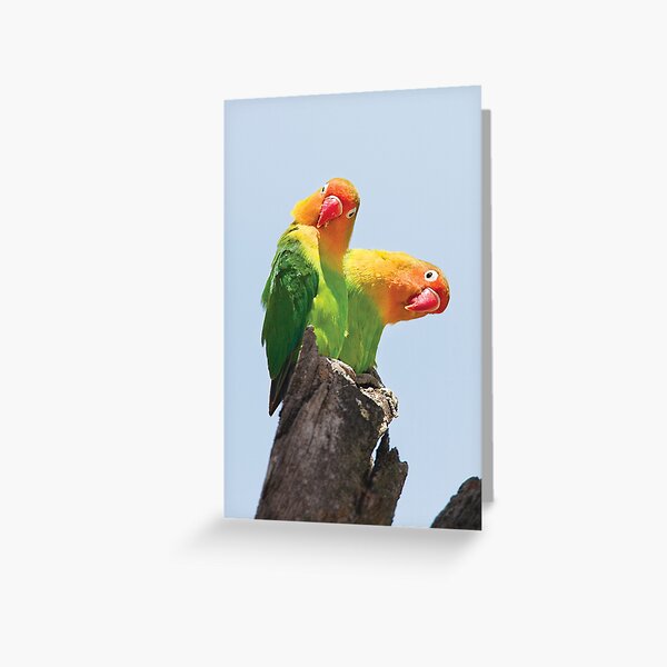 Fischer's Lovebirds Greeting Card