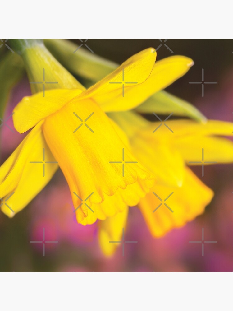Thumbnail 2 of 2, Tote Bag, Narcissus Flowers designed and sold by RichardG-W.