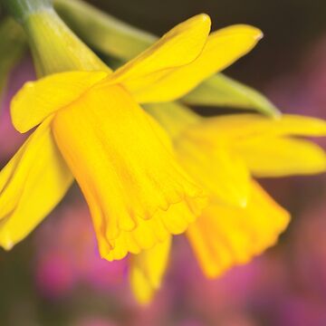 Artwork thumbnail, Narcissus Flowers by Richard Garvey-Williams