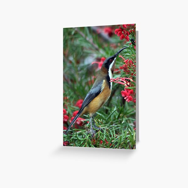 Item preview, Eastern SpineBill designed and sold by WendyJC.