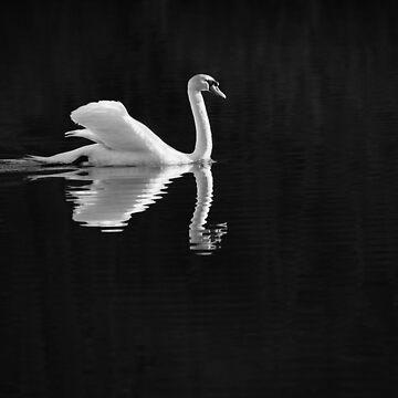 Artwork thumbnail, Classic Swan by Richard Garvey-Williams