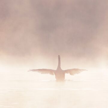 Artwork thumbnail, Morning Yoga by Richard Garvey-Williams