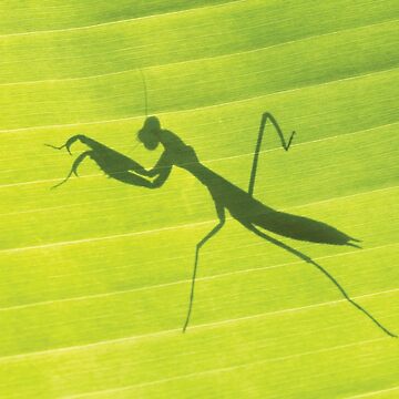 Artwork thumbnail, Shadow of Praying Mantis by Richard Garvey-Williams