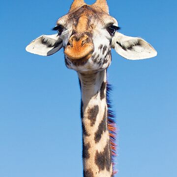 Artwork thumbnail, Giraffe Portrait by Richard Garvey-Williams