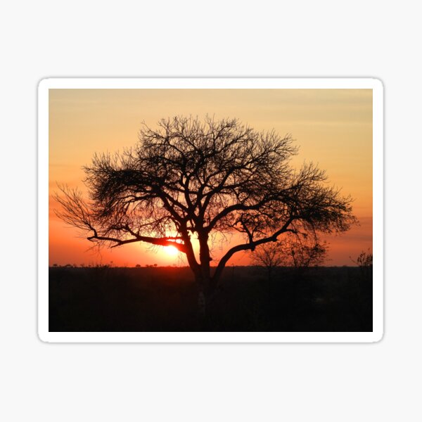 Safari Sunset Stickers Redbubble - roblox sunset plain