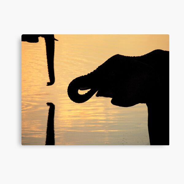 Elephant Drinking Canvas Print