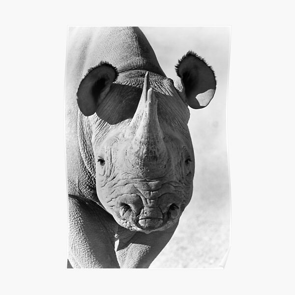 Black Rhinoceros Poster