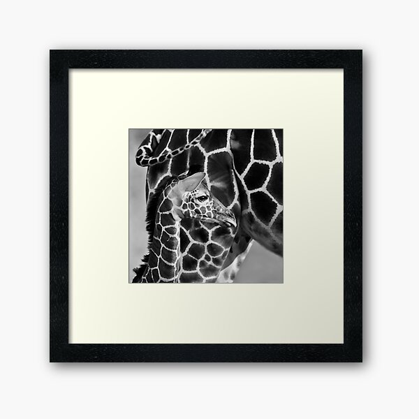 Reticulated Giraffe Framed Art Print